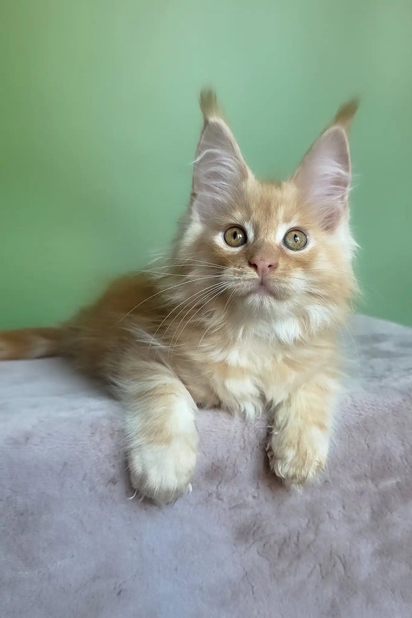 Mike | maine coon kitten