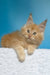 Mike | maine coon kitten