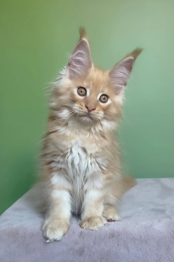 Mike | maine coon kitten