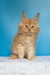 Mike | maine coon kitten