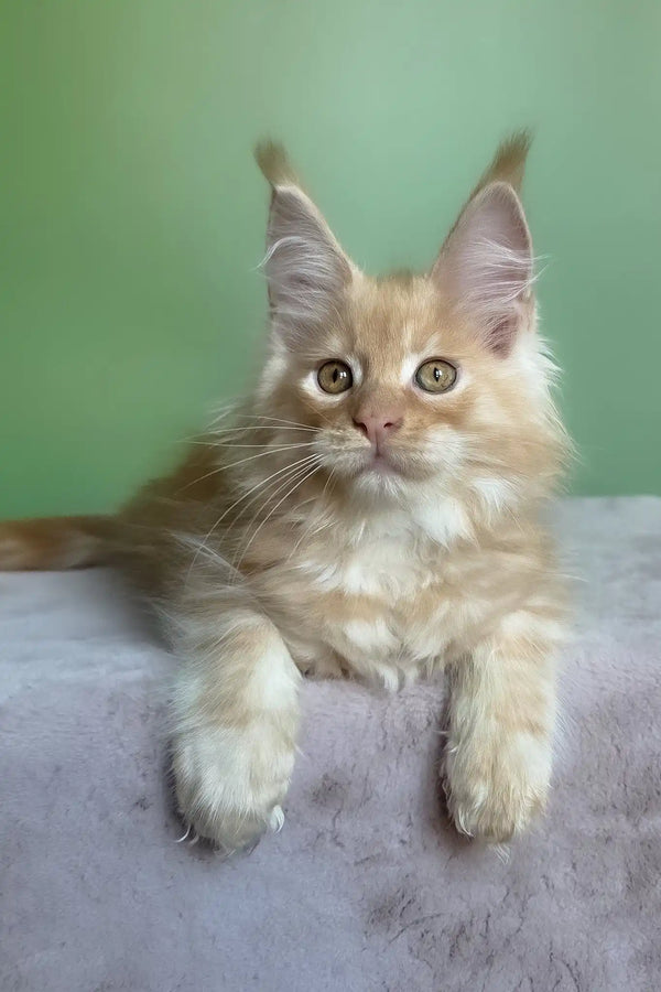 Mike | maine coon kitten