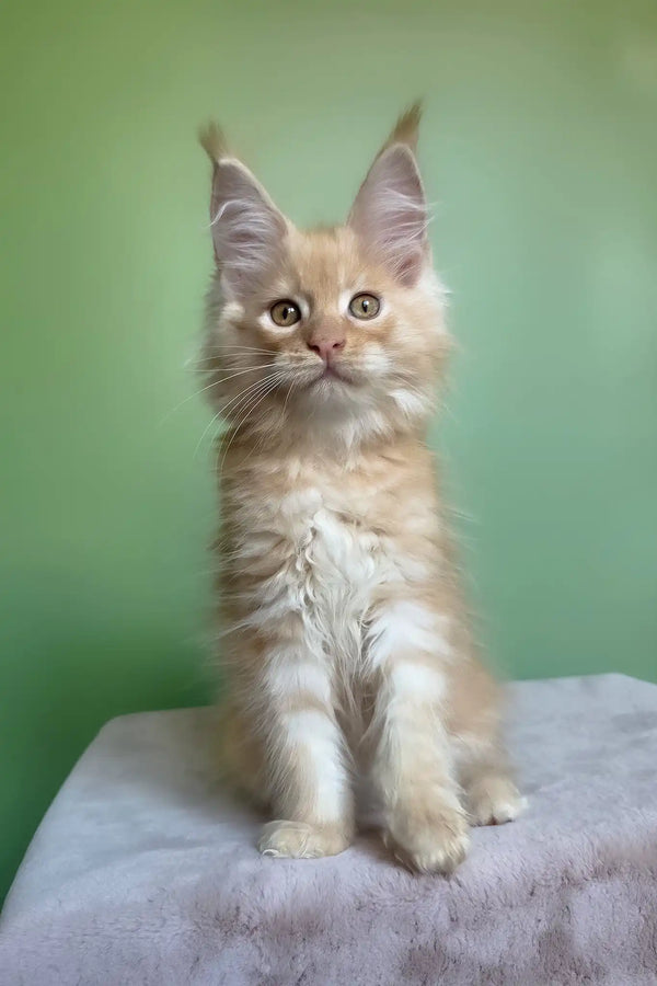 Mike | maine coon kitten