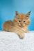 Mike | maine coon kitten