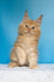 Mike | maine coon kitten