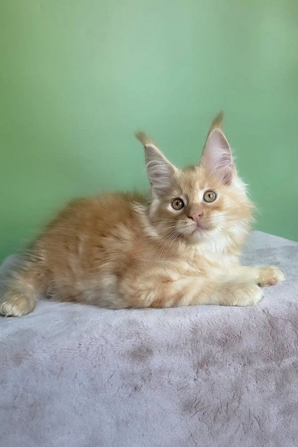 Mike | maine coon kitten