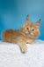 Mike | maine coon kitten