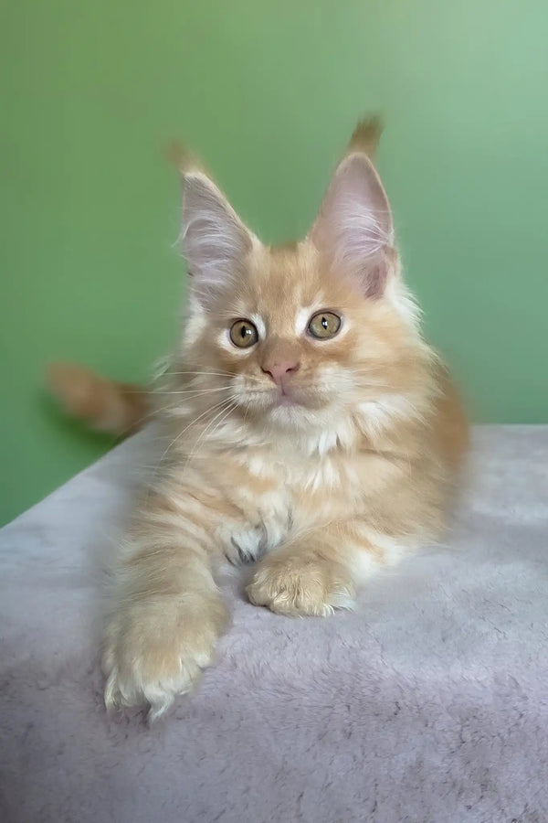 Mike | maine coon kitten