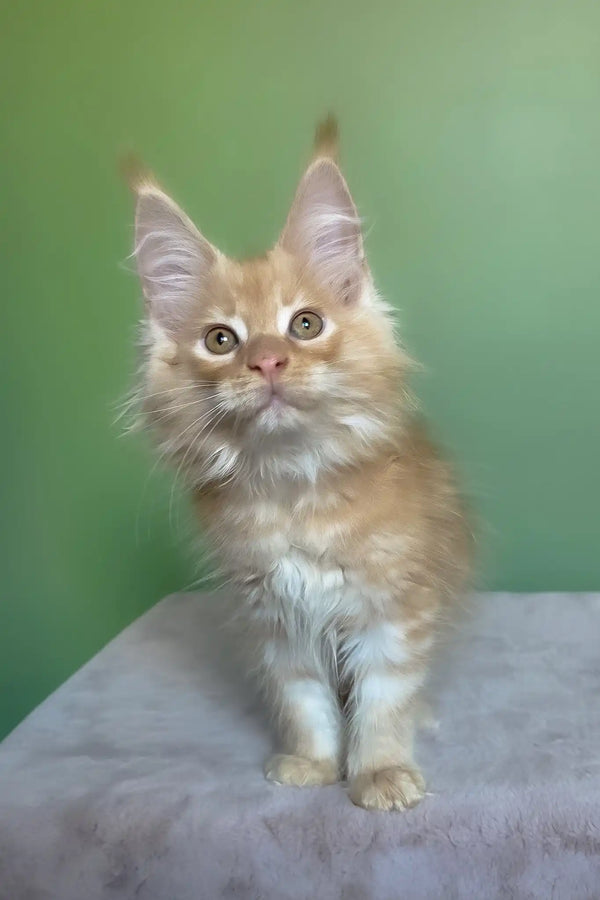 Mike | maine coon kitten