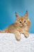 Mike | maine coon kitten