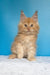Mike | maine coon kitten