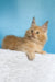 Mike | maine coon kitten