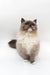 Ragdoll cat Miki with cream and dark brown fur sitting upright, super adorable!