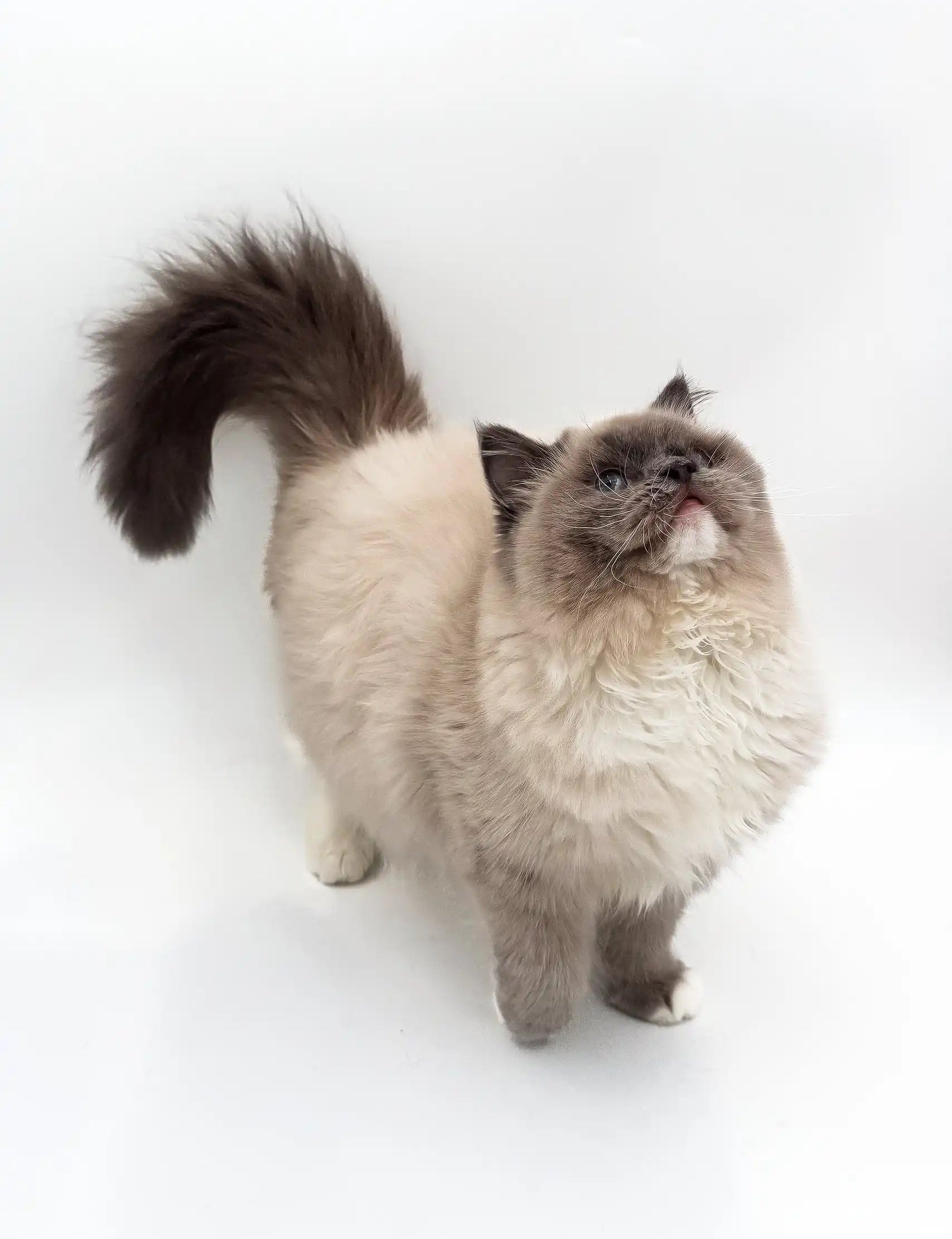 Fluffy Himalayan cat with dark face and light body on Miki Ragdoll Kitten product