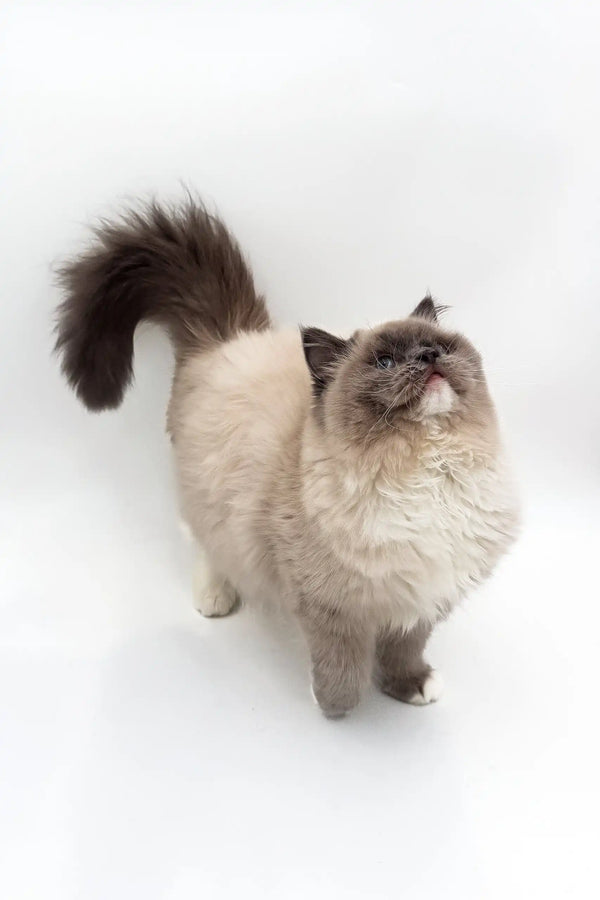 Fluffy Himalayan cat with dark face and light body on Miki Ragdoll Kitten product