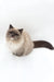 Himalayan cat with cream fur and dark points lounging like royalty in Miki Ragdoll Kitten