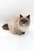 Cute Himalayan cat with cream fur and dark points showcasing Miki Ragdoll Kitten