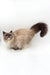 Himalayan cat with fluffy fur and dark-tipped tail featured in Miki Ragdoll Kitten