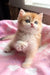 Mikki | british shorthair kitten