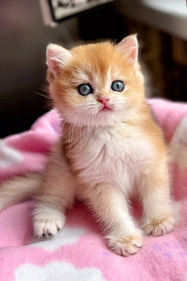 Mikki | british shorthair kitten