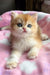 Mikki | british shorthair kitten