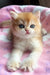 Mikki | british shorthair kitten