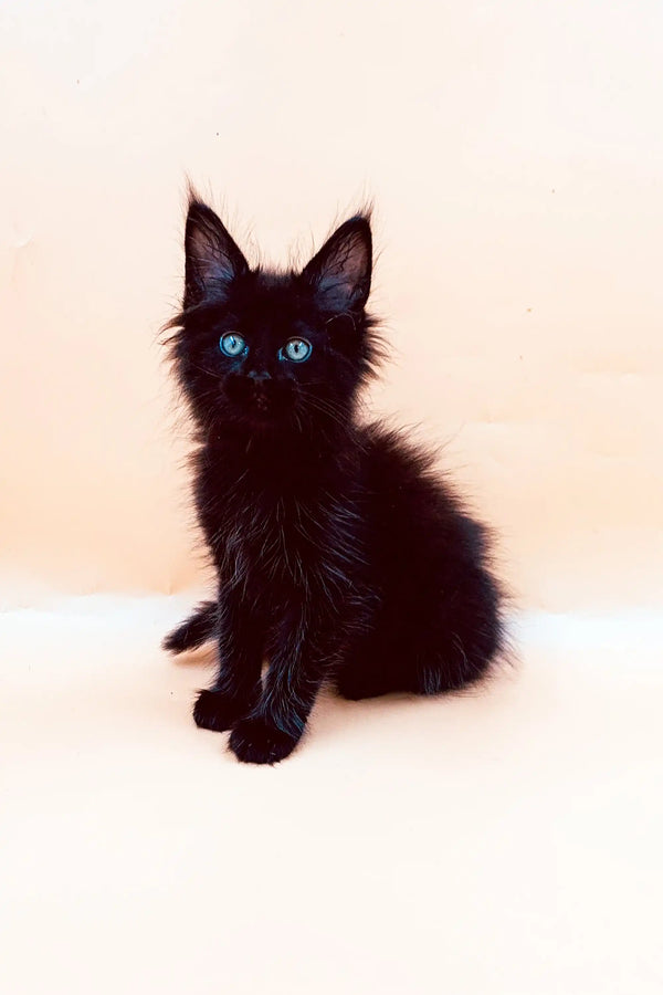 Black Maine Coon kitten with striking blue eyes sitting upright, so adorable!