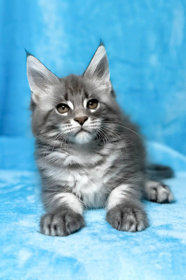 Mila | maine coon kitten