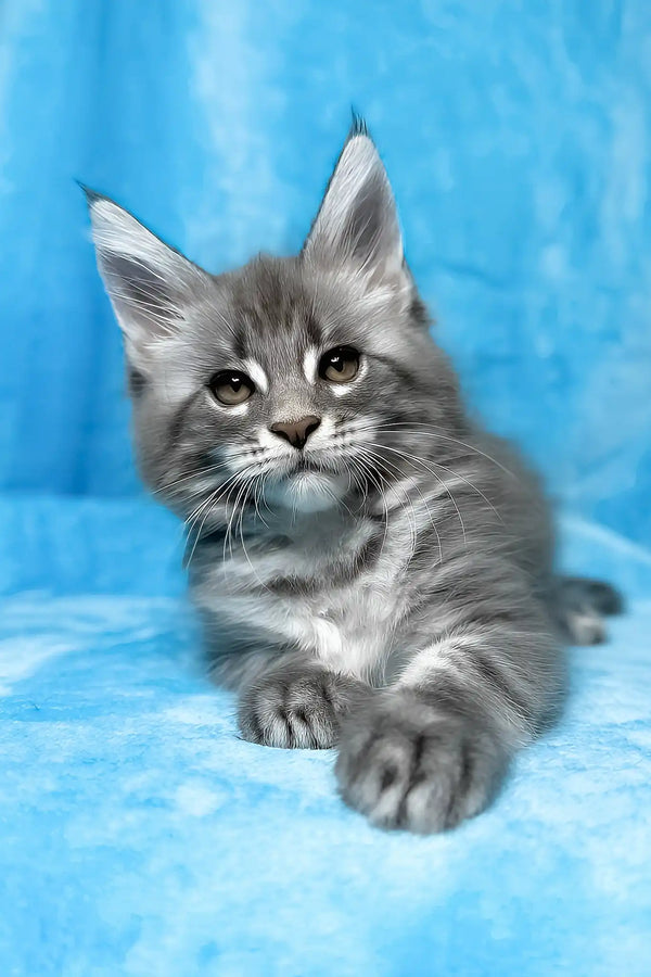 Mila | maine coon kitten