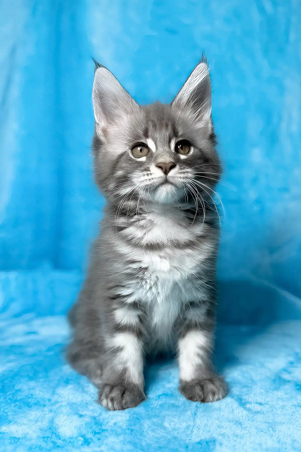 Mila | maine coon kitten