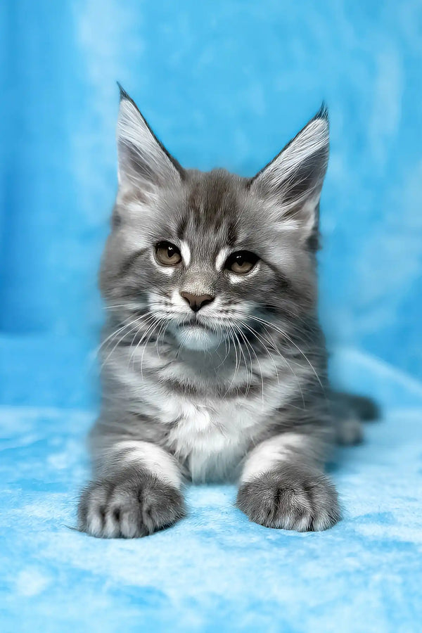 Mila | maine coon kitten