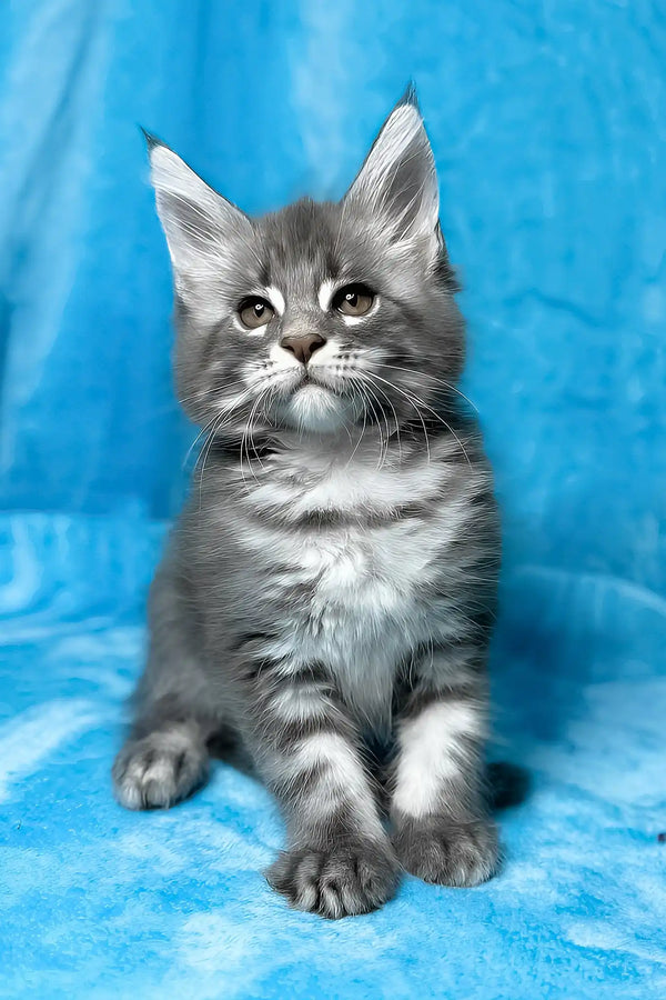 Mila | maine coon kitten