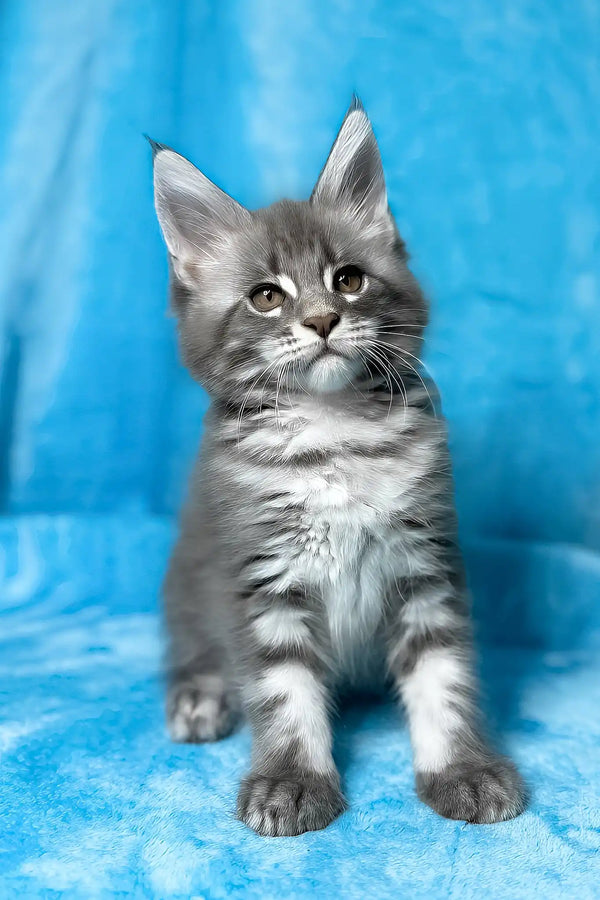 Mila | maine coon kitten