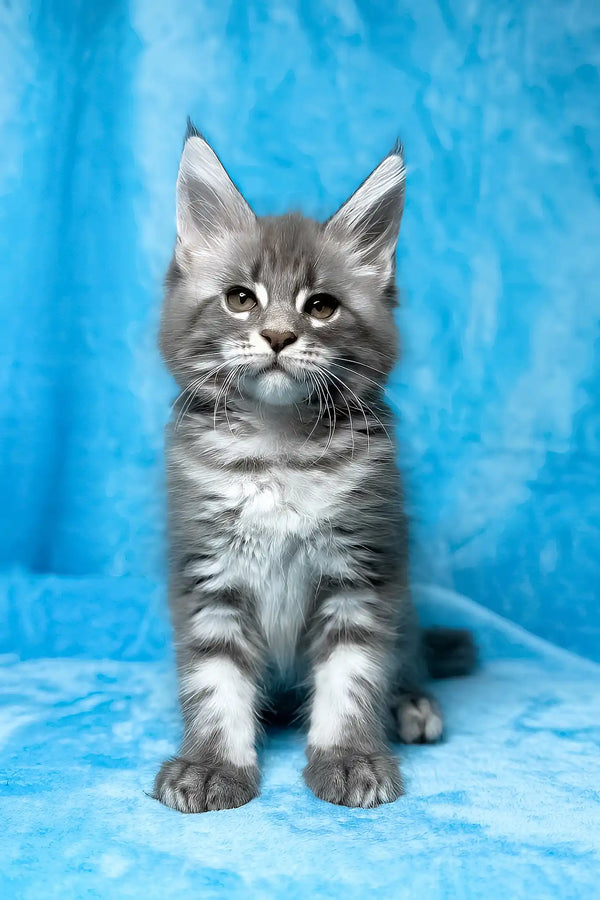 Mila | maine coon kitten