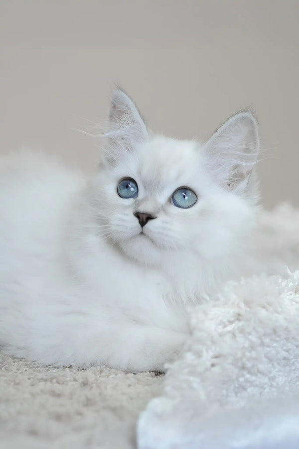 Mila | siberian kitten