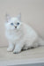 Mila | siberian kitten