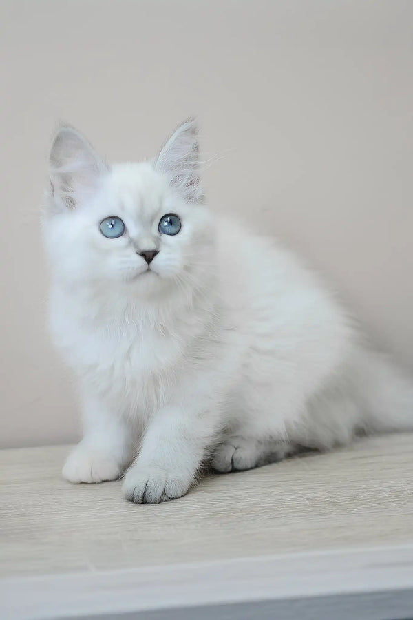 Mila | siberian kitten