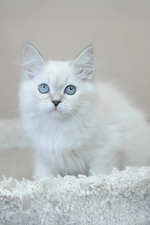 Mila | siberian kitten