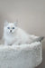 Mila | siberian kitten