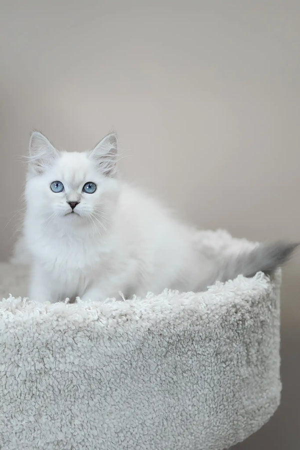 Mila | siberian kitten