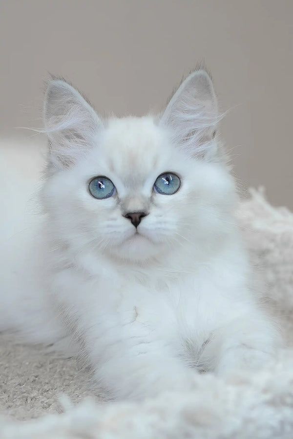 Mila | siberian kitten