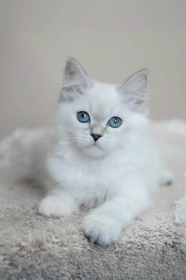 Mila | siberian kitten