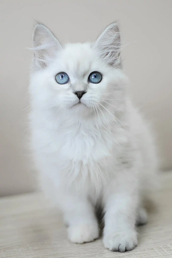 Mila | siberian kitten