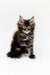 Adorable Maine Coon kitten with fluffy fur and alert eyes in Milana product