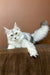 White and gray Maine Coon kitten lounging with bright yellow-green eyes