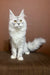 Fluffy White Maine Coon Kitten with striking green eyes and a soft coat