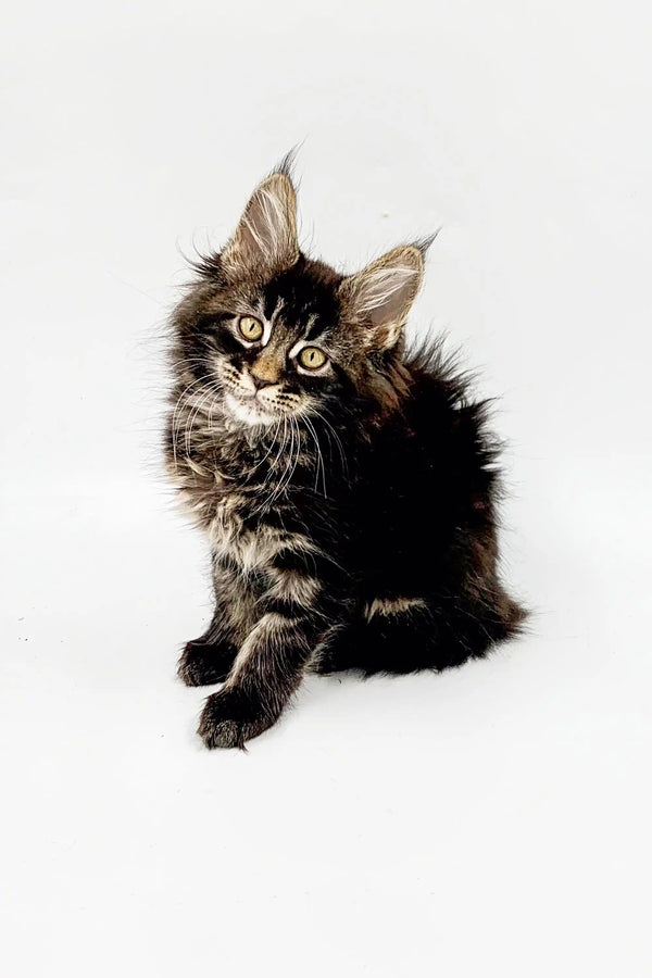 Fluffy Maine Coon kitten with wide green eyes and pointed ears perfect for your home