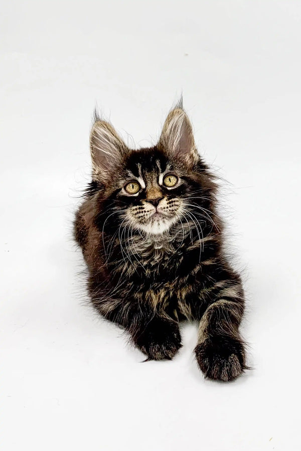 Milana the Maine Coon kitten with fluffy fur and stunning green eyes