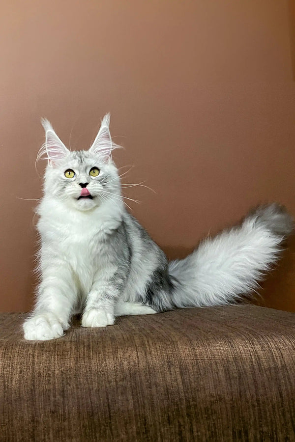 White and gray Maine Coon kitten with ear tufts and a fluffy tail named Milana