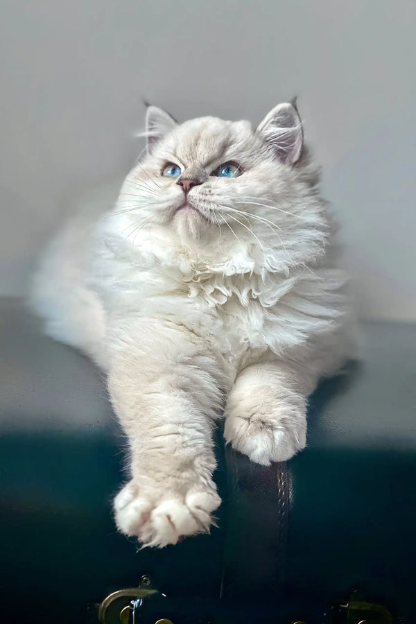 Fluffy white Ragdoll kitten named Milana with stunning blue eyes