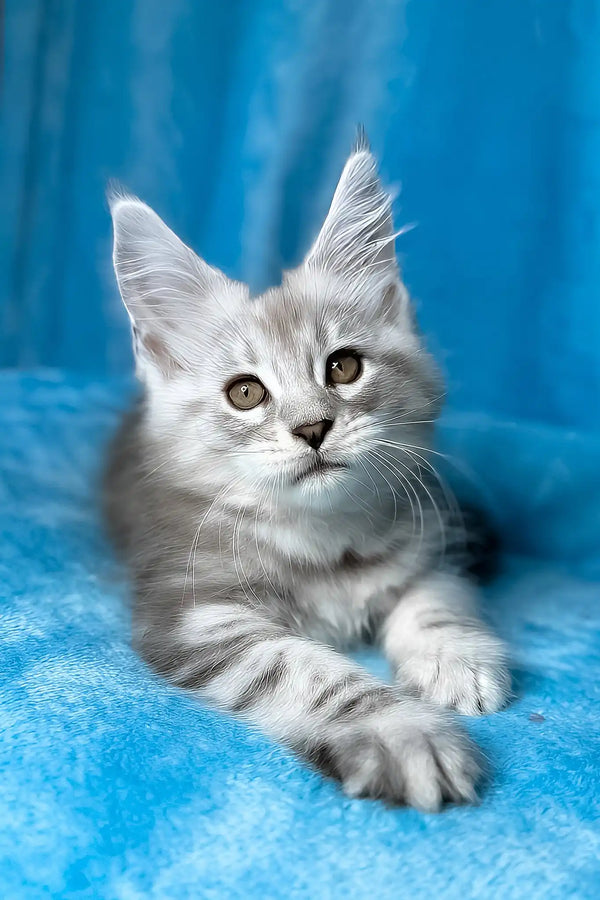 Milanija | maine coon kitten